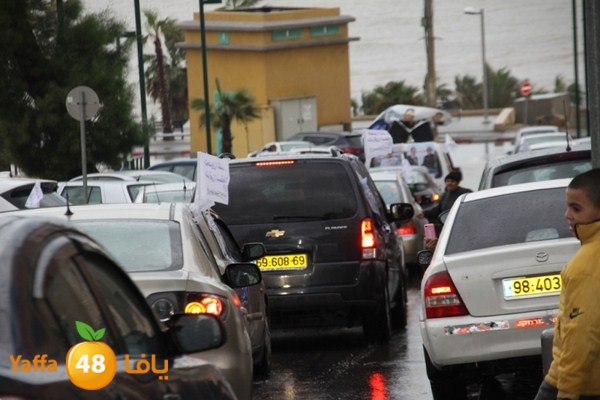 qafela sayarat haiywa (33).JPG